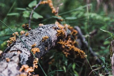 Close-up of fungus growing on fallen tree