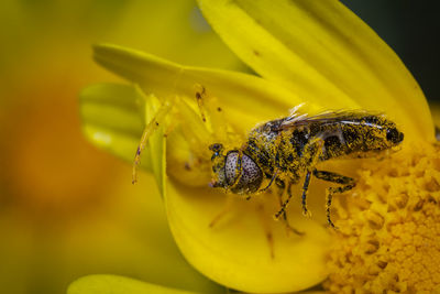 A macro-photo of a dead fly being eatan by a crab spider