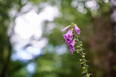 Close-up of pink flowering plant