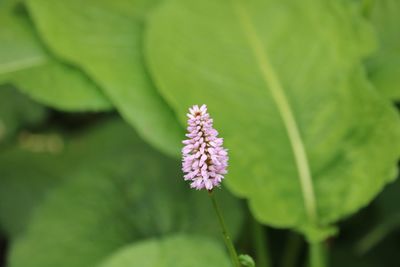 Close-up of purple flowering plant