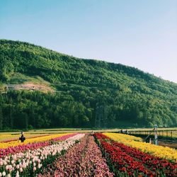 Scenic view of grassy field against clear sky