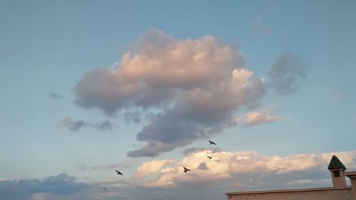 Low angle view of birds flying in sky