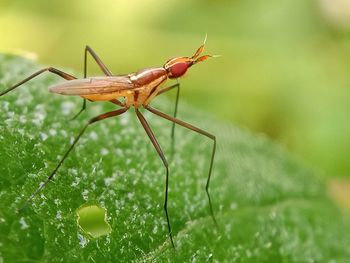 Close-up of insect on leaf