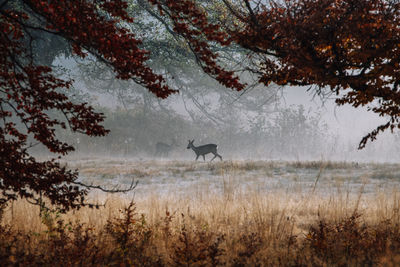 Deers in forest