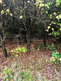 Plants growing in forest