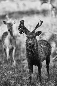 Zoo deer observing 