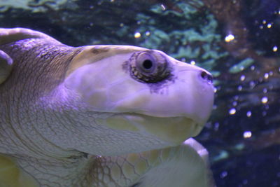 Close-up of fish swimming in aquarium