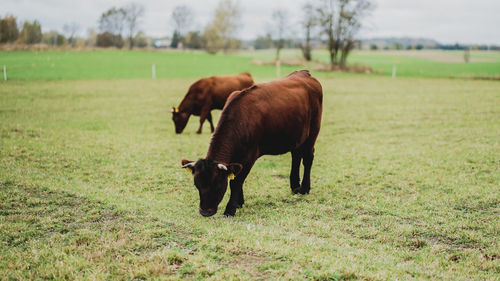 Cow in a field