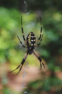 Close-up of spider on web