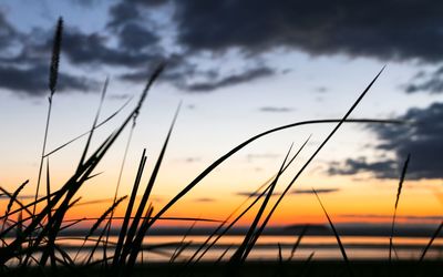 Close-up of grass against sunset sky