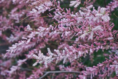 Close-up of cherry blossoms in spring