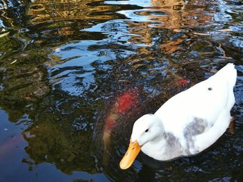 High angle view of swan swimming in lake