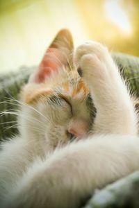 Close-up of kitten sleeping 