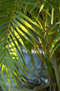 Close-up of fresh green leaves