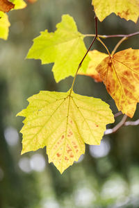 Close-up of yellow maple leaf on leaves