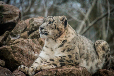 View of a cat looking away