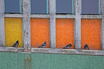 Pigeons perched on a ledge