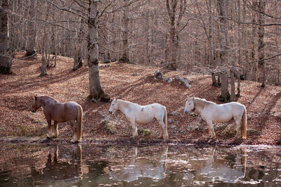 View of horses in the lake