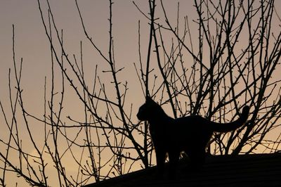 Low angle view of bare trees against sky