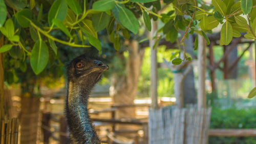 Close-up of a bird against plants