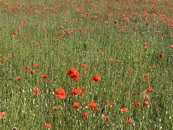 Red poppy flowers on field