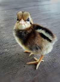 Close-up of young bird