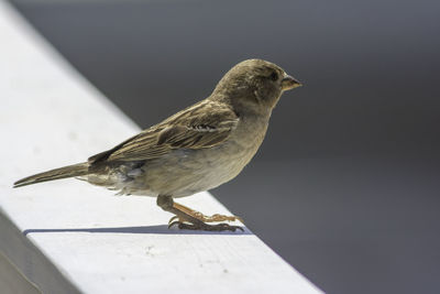 Close-up of bird perching on railing