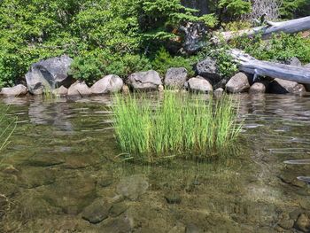 Ducks on rock by water