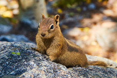 Close-up of squirrel on rock