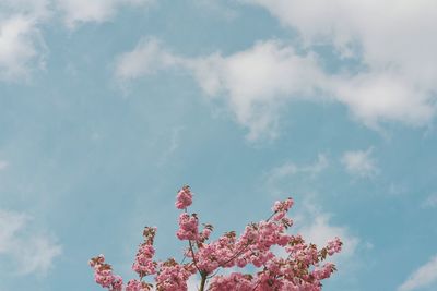 Low angle view of pink flowers blooming against sky