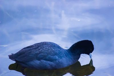 Close-up of swan swimming in lake