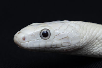 Close-up of a lizard on black background