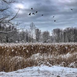 Flock of birds flying over snow covered landscape