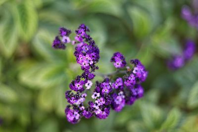 Close-up of purple flowering plant