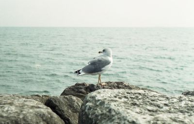 Seagull perching on rock by sea against clear sky