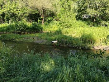 View of bird on water