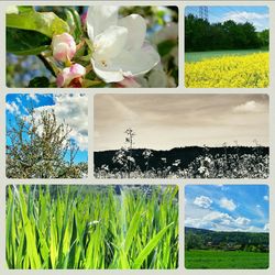 Plants growing on field