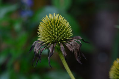 Close-up of wilted flower