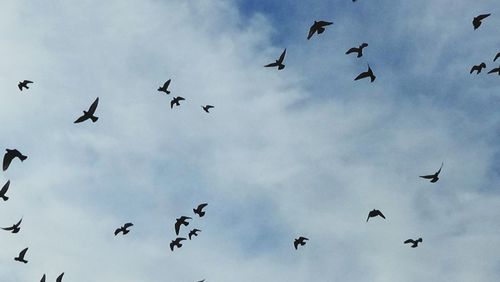 Low angle view of birds flying over cloudy sky