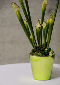 Close-up of potted plant on table