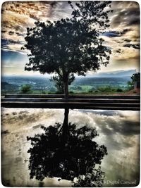Silhouette tree against sky