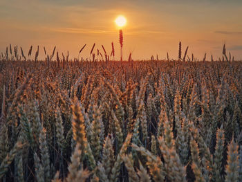 Close-up of wheat growing on field against sky during sunset