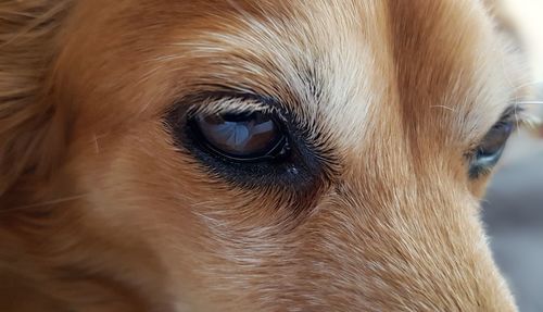 Close-up portrait of a dog