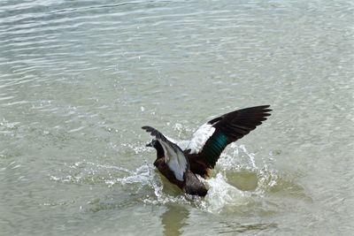 Bird in water