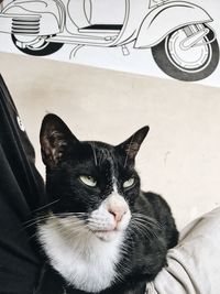 Close-up portrait of cat relaxing at home