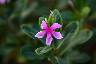 Close-up of pink flowering plant