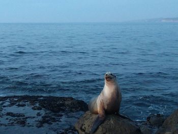 Sea lion on beach
