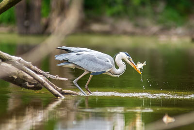 Gray heron in river catching fish