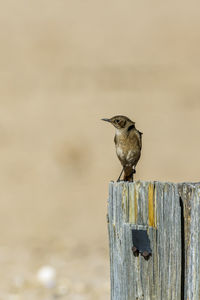 Close-up of bird perching on wood