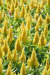 Close-up of yellow flowering plants